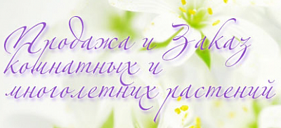 Мир Фиалки